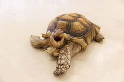 「原宿・竹下通りに新アニマルカフェが11月27日オープン、20種以上の動物とふれあえる」の写真