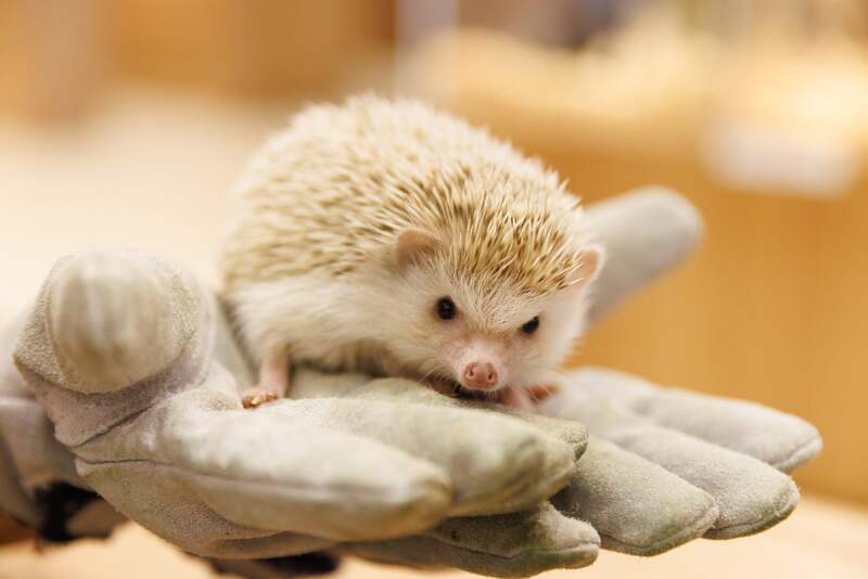 ヨツユビハリネズミ  Moff animal cafe ららぽーと立川立飛店