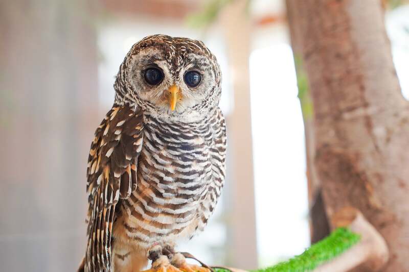 アカアシモリフクロウ  Moff animal cafe ららぽーと立川立飛店
