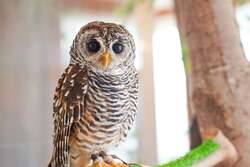 アカアシモリフクロウ  Moff animal cafe ららぽーと立川立飛店