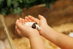 「原宿・竹下通りに新アニマルカフェが11月27日オープン、20種以上の動物とふれあえる」の写真