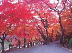 養老公園もみじまつり　芸術の秋in養老