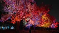 チームラボ《呼応する木々 - フウ》