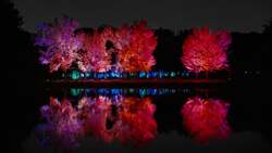 「大阪市の長居植物園で秋の紅葉とアート体験「チームラボ ボタニカルガーデン 大阪」」の写真