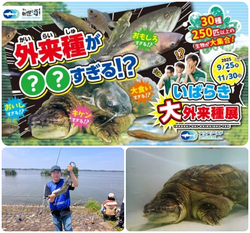外来種が○○（まるまる）すぎる!? いばらき大外来種展