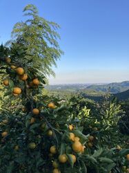 「【飯能周辺】11月29日・30日の今週末のおでかけにもおすすめ！人気スポットランキング」の写真