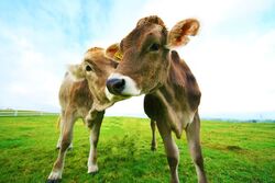 「【日光周辺】11月29日・30日の今週末のおでかけにもおすすめ！人気スポットランキング」の写真