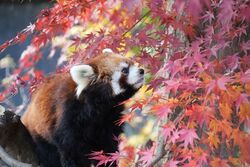 「【船橋周辺】11月29日・30日の今週末のおでかけにもおすすめ！人気スポットランキング」の写真