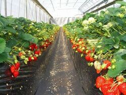 「【館山周辺】11月29日・30日の今週末のおでかけにもおすすめ！人気スポットランキング」の写真