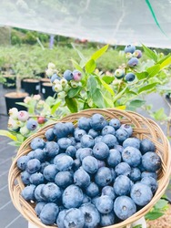 「【横須賀周辺】11月29日・30日の今週末おでかけにもおすすめ！人気スポットランキング」の写真