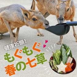 「2026年の干支「うま」と楽しむ年末年始！　千葉県のマザー牧場で開運イベント開催」の写真