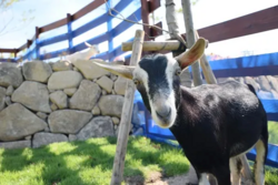 「【尾道周辺】11月29日・30日の今週末のおでかけにもおすすめ！人気スポットランキング」の写真