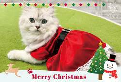 「猫カフェMOCHAでクリスマスパーティー！　限定おやつとポストカードのプレゼントも」の写真