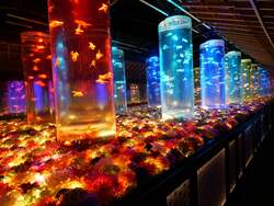 「銀座三越に金魚と花の幻想世界！　『アートアクアリウム美術館 GINZA』で冬の特別展」の写真