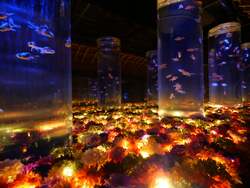 「銀座三越に金魚と花の幻想世界！　『アートアクアリウム美術館 GINZA』で冬の特別展」の写真