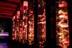 「銀座三越に金魚と花の幻想世界！　『アートアクアリウム美術館 GINZA』で冬の特別展」の写真