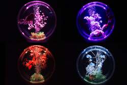 「銀座三越に金魚と花の幻想世界！　『アートアクアリウム美術館 GINZA』で冬の特別展」の写真