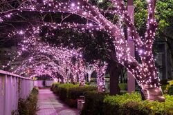 目黒川みんなのイルミネーション2025│(C)目黒川みんなのイルミネーション実行委員会