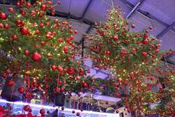 「宙に浮かぶクリスマスツリーと冬咲きチューリップが彩る！フラワーパークのクリスマス」の写真