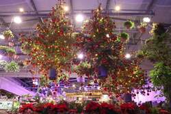 「宙に浮かぶクリスマスツリーと冬咲きチューリップが彩る！フラワーパークのクリスマス」の写真