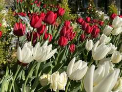 「宙に浮かぶクリスマスツリーと冬咲きチューリップが彩る！フラワーパークのクリスマス」の写真