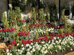 「宙に浮かぶクリスマスツリーと冬咲きチューリップが彩る！フラワーパークのクリスマス」の写真