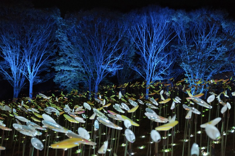 「2,000本の風の花びら」日中は陽の光を受けてキラキラと輝き、夜は幻想的な灯りで園内を彩ります