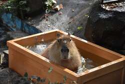 お湯につかるカピバラ