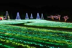 「鹿児島指宿市のフラワーパークで冬のイルミネーション　約50万球が園内を彩る」の写真