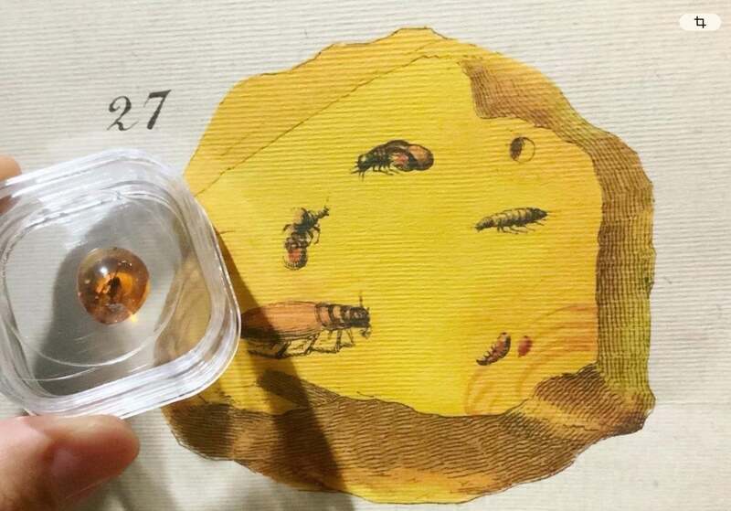 琥珀は磨くことで中身の観察がしやすくなります