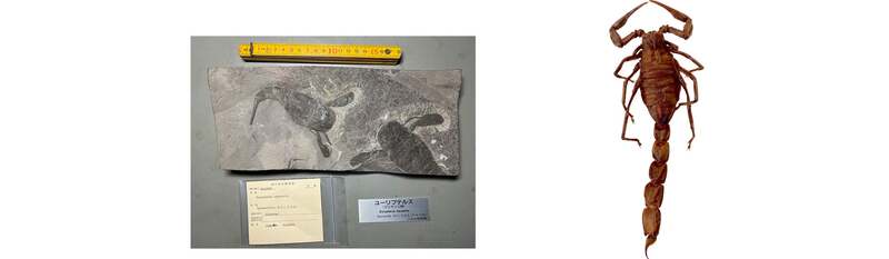 ウミサソリ 化石レプリカ  （C）国立科学博物館、サソリ標本  （C）国立科学博物館