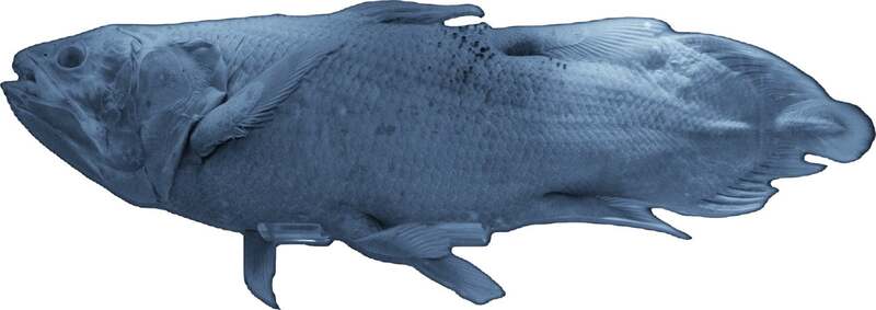 同じ姿で生き続けるシーラカンス