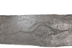 ミクソサウルス 化石レプリカ （C）東京都市大学 古生物学研究室