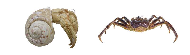 ヤドカリ標本 （C）東京海洋大学、タラバガニ標本 （C）東京海洋大学