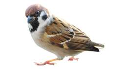 都市進化により鳴き声が高音化するスズメ