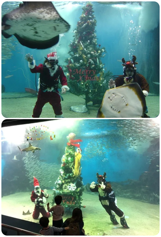 水中にクリスマスツリー登場！