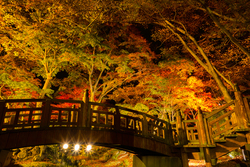 熱海梅園もみじまつり