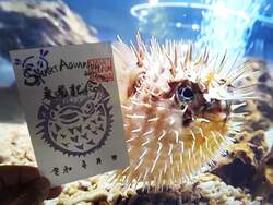 「四国から広島、兵庫、静岡まで！4つの水族館を巡る「魚朱印de水族館巡り」がスタート」の写真