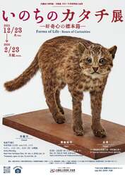 「沖縄の自然を学ぶ！沖縄県立博物館・美術館おきみゅーで「いのちのカタチ展」開催」の写真