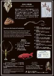 「沖縄の自然を学ぶ！沖縄県立博物館・美術館おきみゅーで「いのちのカタチ展」開催」の写真