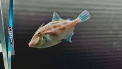 「神戸アトアで干支展2種を同時開催！　午年の福笑いと白蛇祭で楽しむ年末年始」の写真