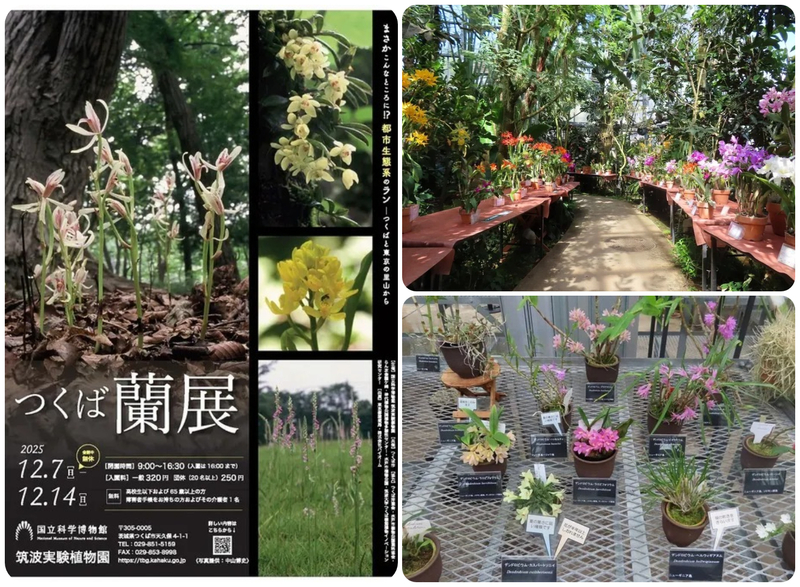 つくば蘭展