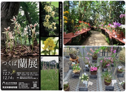 つくば蘭展