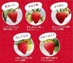 「エリア最速！岡山県西粟倉村でクリスマスからいちご狩りスタート　5品種を食べ放題」の写真