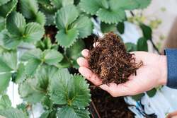 「エリア最速！岡山県西粟倉村でクリスマスからいちご狩りスタート　5品種を食べ放題」の写真