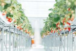 「エリア最速！岡山県西粟倉村でクリスマスからいちご狩りスタート　5品種を食べ放題」の写真