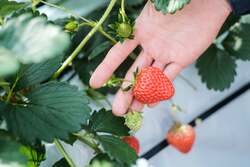 「エリア最速！岡山県西粟倉村でクリスマスからいちご狩りスタート　5品種を食べ放題」の写真