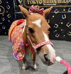 「東京・大井競馬場で親子で楽しめる新春イルミイベント開催　午年生まれは入場無料！」の写真