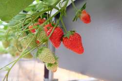 「関空から15分！大阪府田尻町にいちご狩り農園新オープン　ベビーカーOK親子におすすめ」の写真