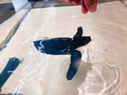 「川越市でアオウミガメの赤ちゃんにえさやり体験！　名付け親になれるネーミング公募も」の写真